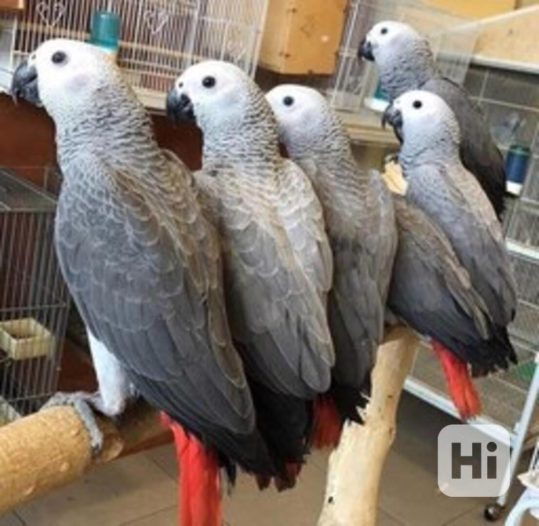 Mláďata papoušků afrických šedých k dispozici - foto 1