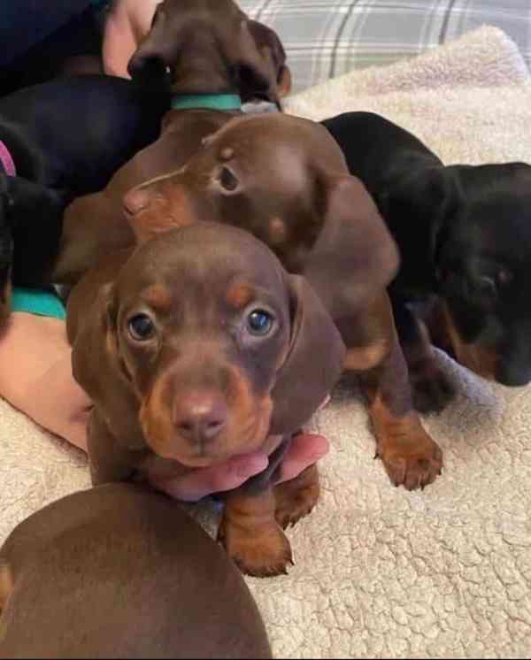 Jezevčík štěňata - foto 3