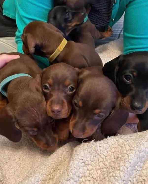 Jezevčík štěňata - foto 4