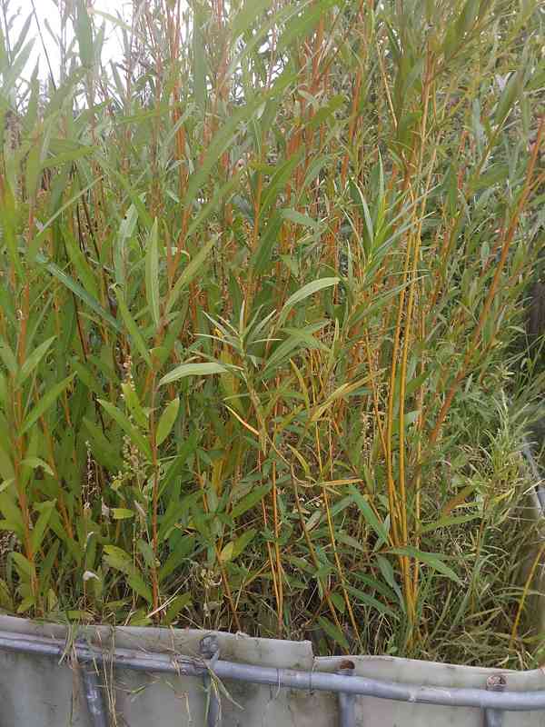 Včelařský vrby - foto 2