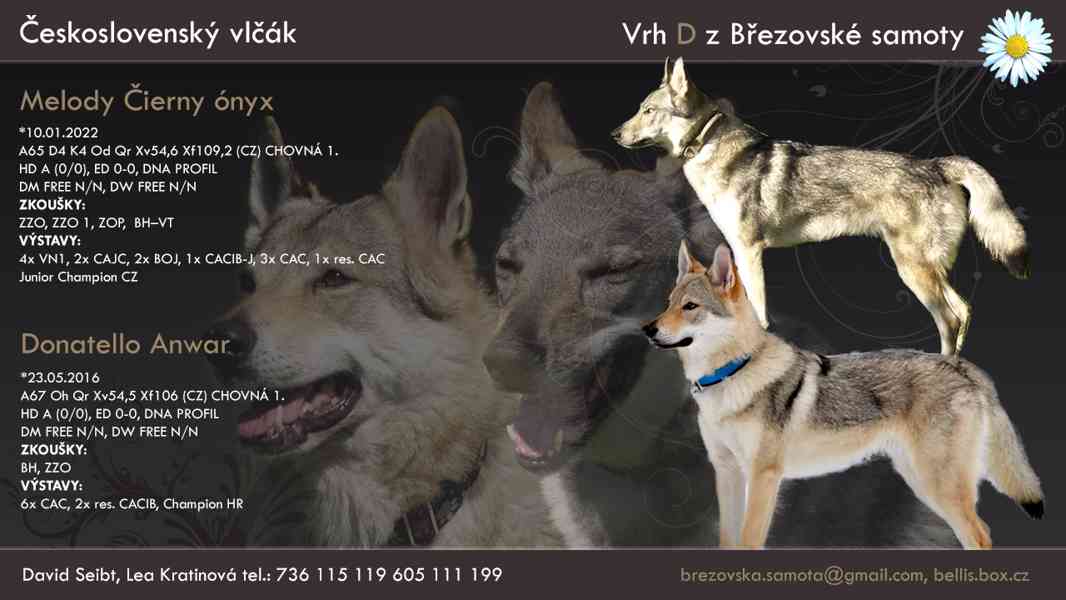 Československý vlčák - štěňata s PP - foto 2