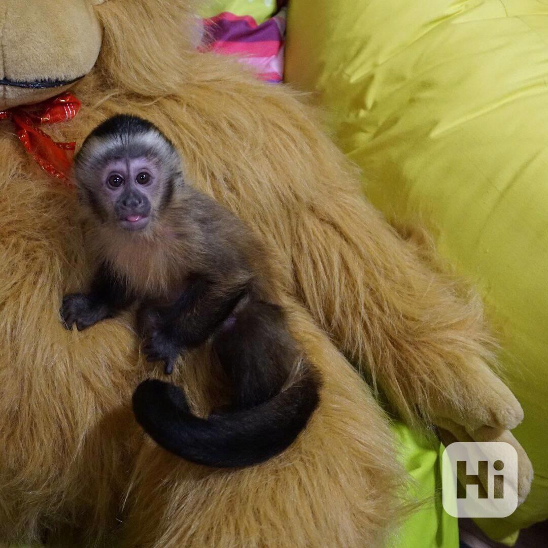 Monkey for adoption  - foto 1