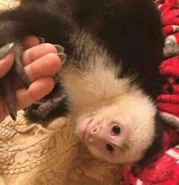 Monkey for adoption  - foto 2