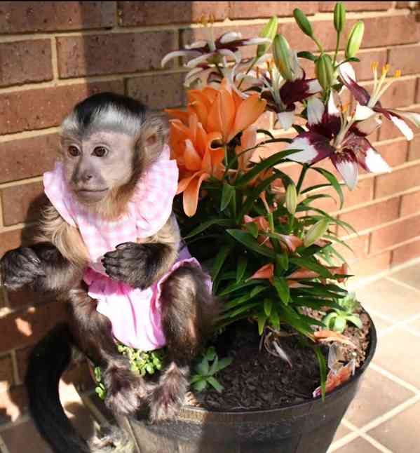 Monkey for adoption  - foto 4