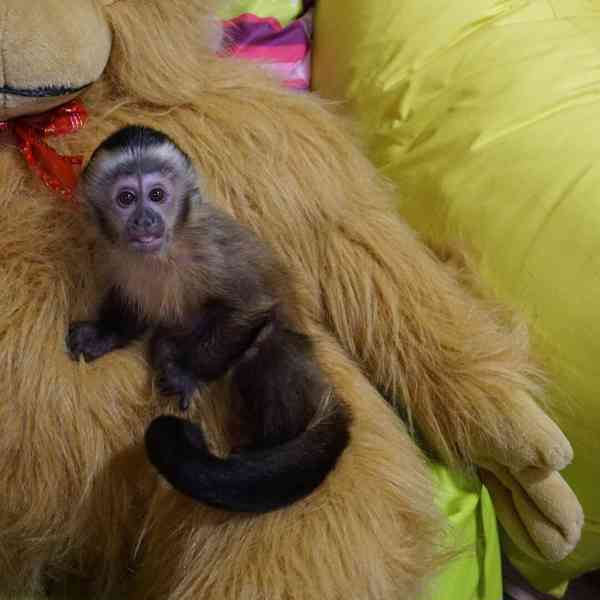 Monkey for adoption - bazar - Hyperinzerce.cz