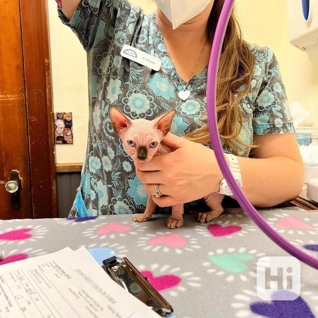 Nádherný modrooký sphynx - foto 1