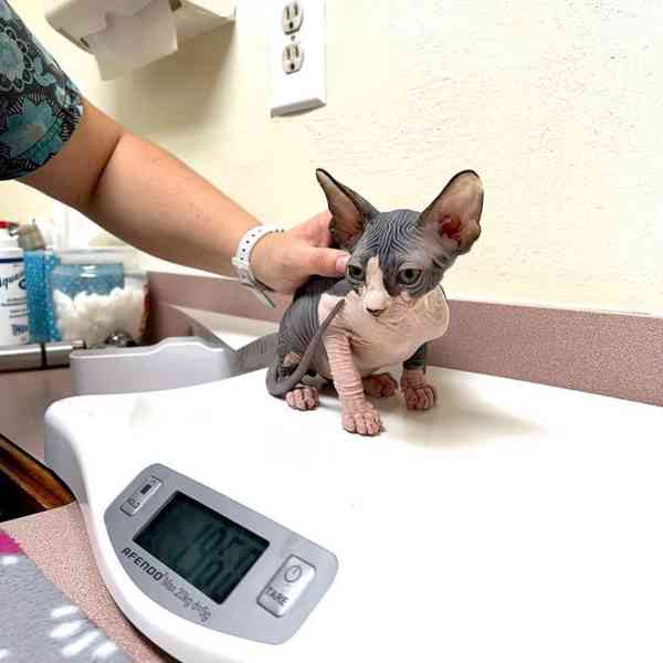 Nádherný modrooký sphynx - foto 2