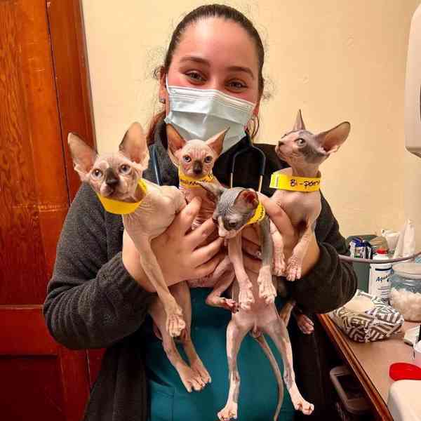 Nádherný modrooký sphynx - foto 4