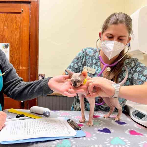 Nádherný modrooký sphynx - foto 3