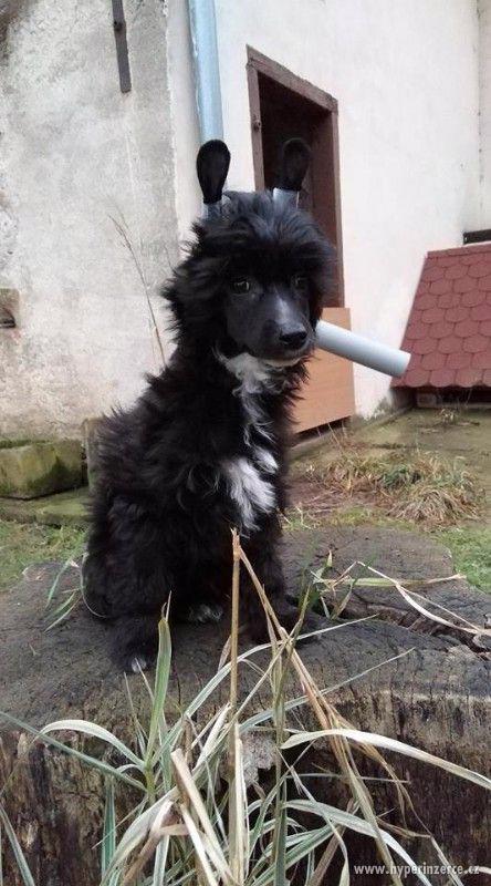 čínský chocholatý pes POWDERPUFF - foto 1