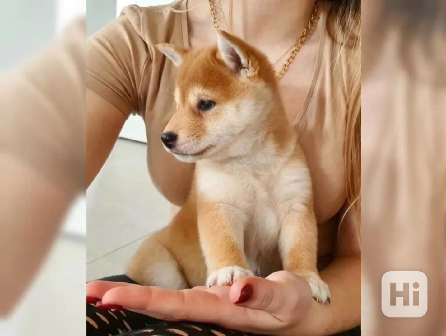 Shiba inu bez PP - foto 1