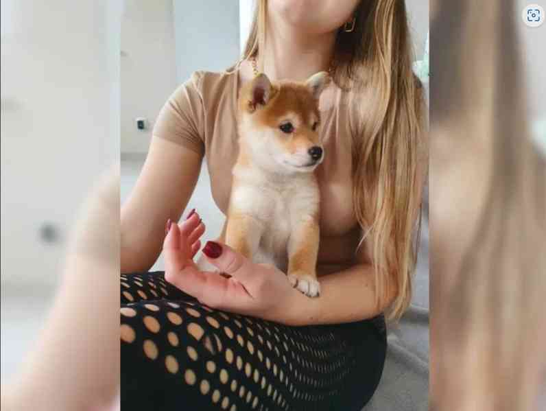 Shiba inu bez PP - foto 4