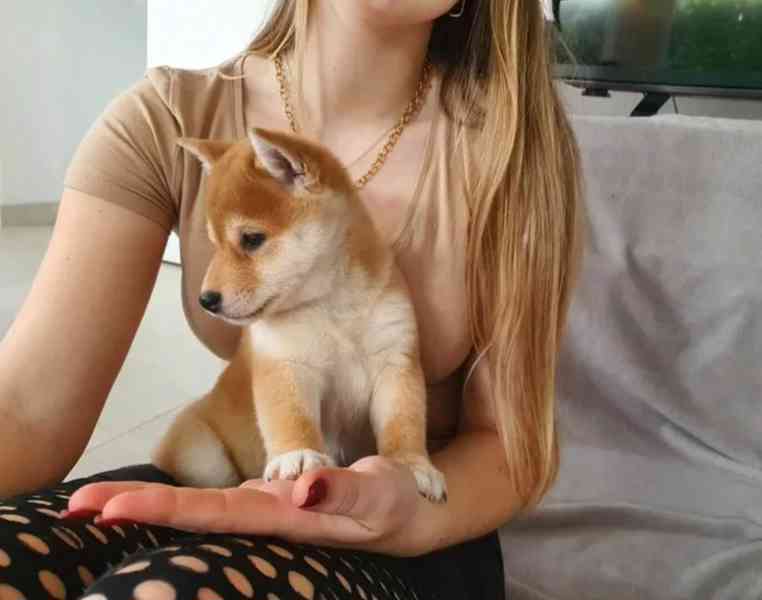 Shiba inu bez PP - foto 6