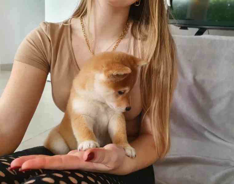 Shiba inu bez PP - foto 5