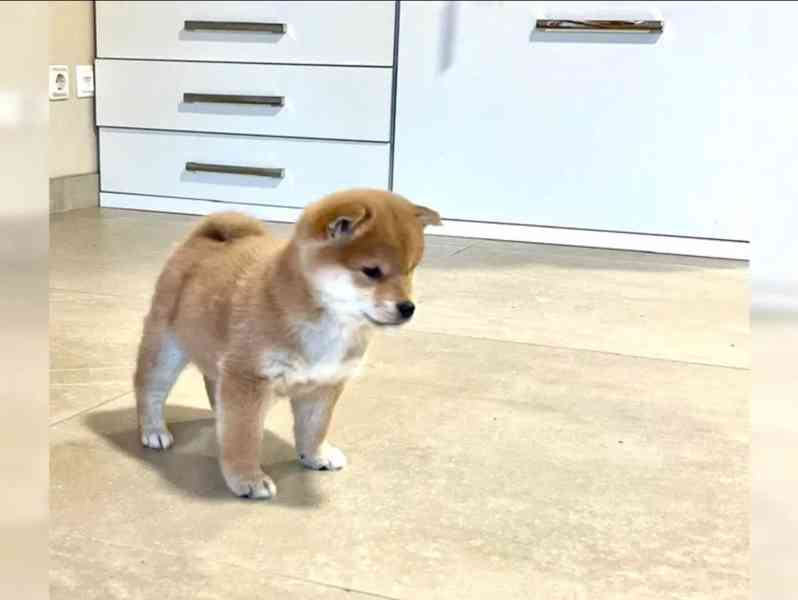 Shiba inu bez PP - foto 2