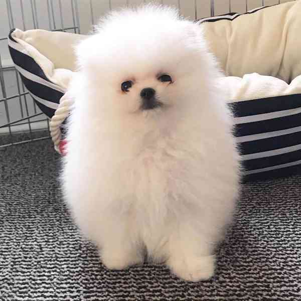 pomeranian - foto 1