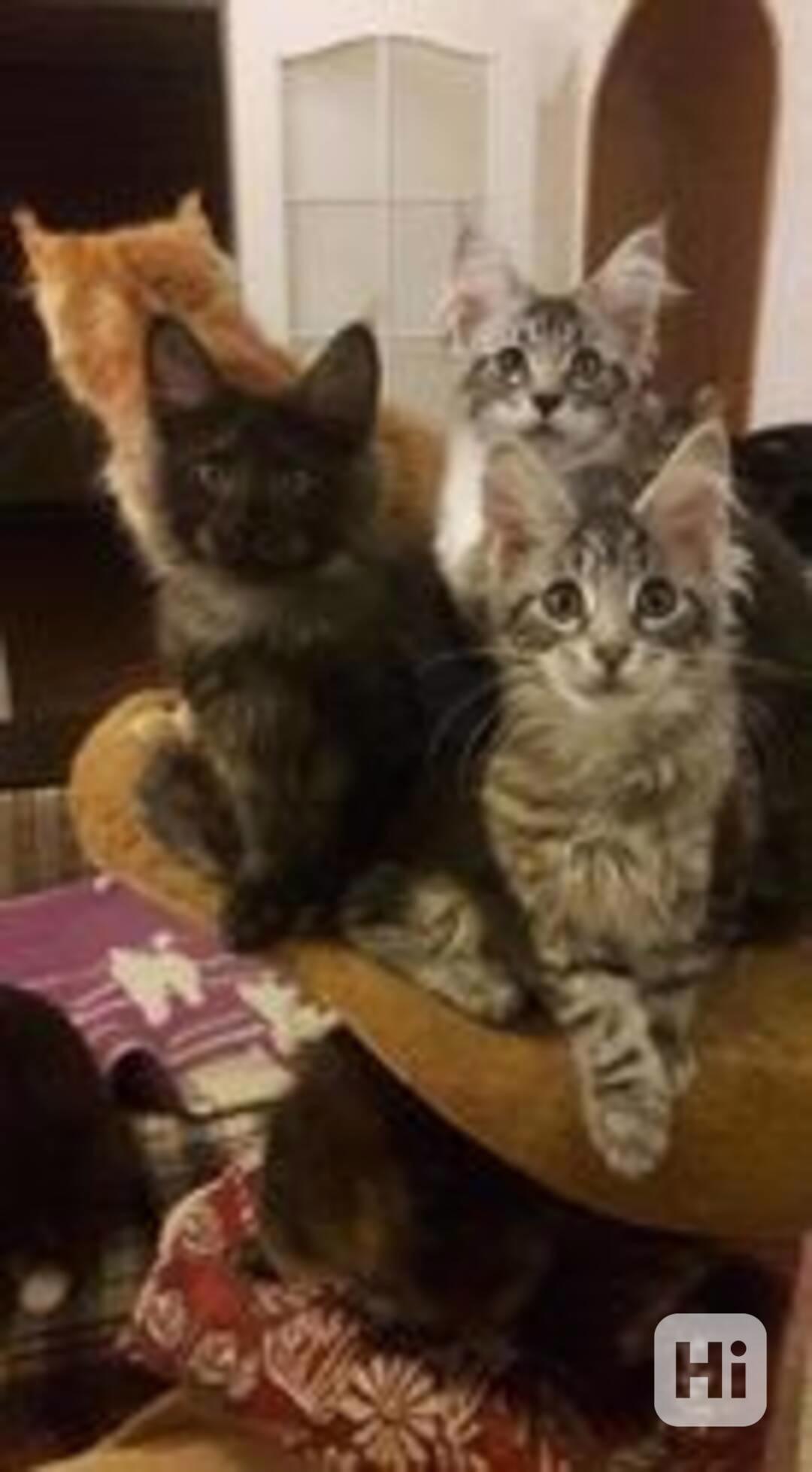 kitten - foto 1