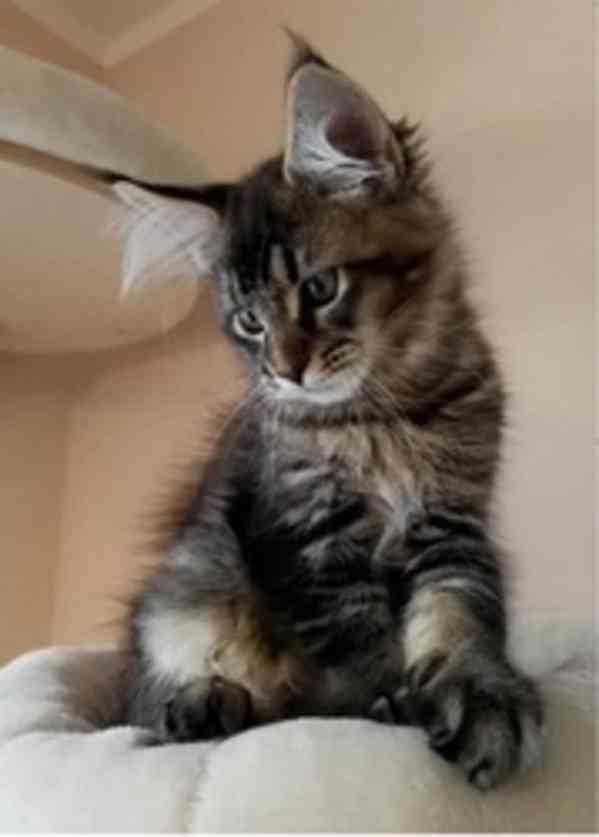 kitten - foto 2
