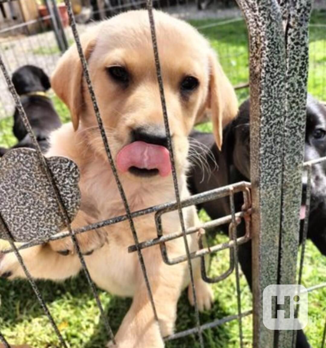 Dvě štěňata labradora k adopci zdarma - foto 1