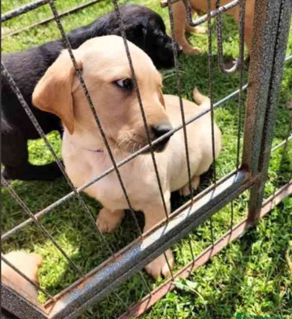 Dvě štěňata labradora k adopci zdarma - foto 2