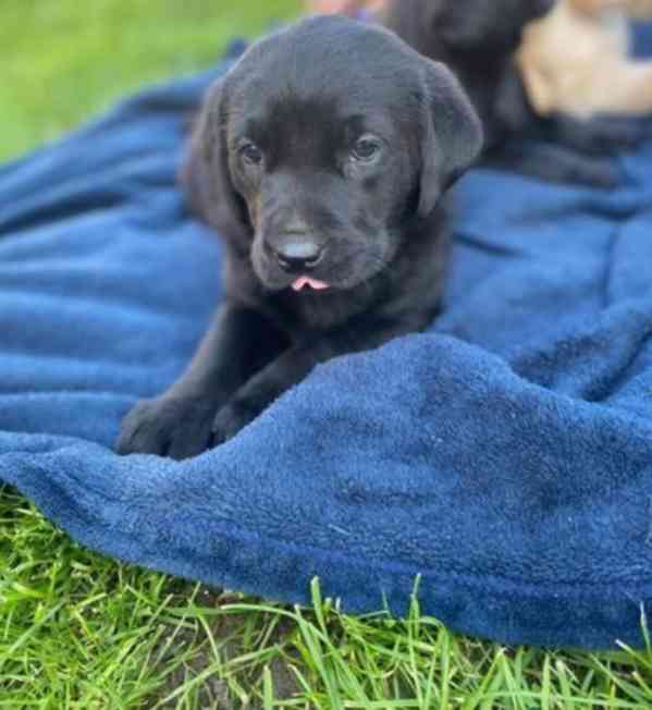 Dvě štěňata labradora k adopci zdarma - foto 4