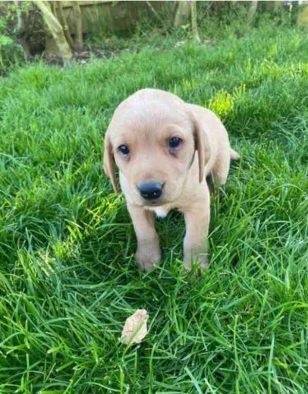 Dvě štěňata labradora k adopci zdarma - foto 7