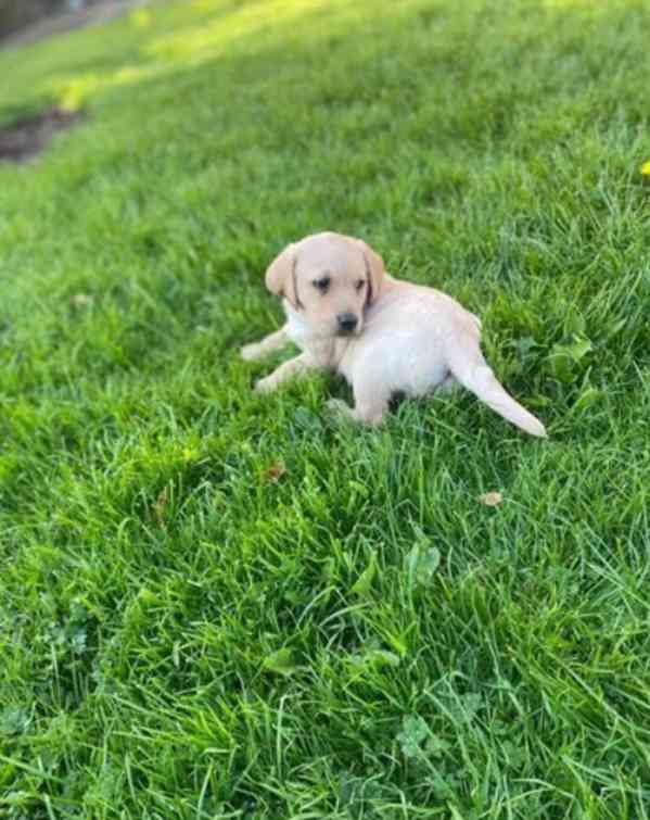 Dvě štěňata labradora k adopci zdarma - foto 6