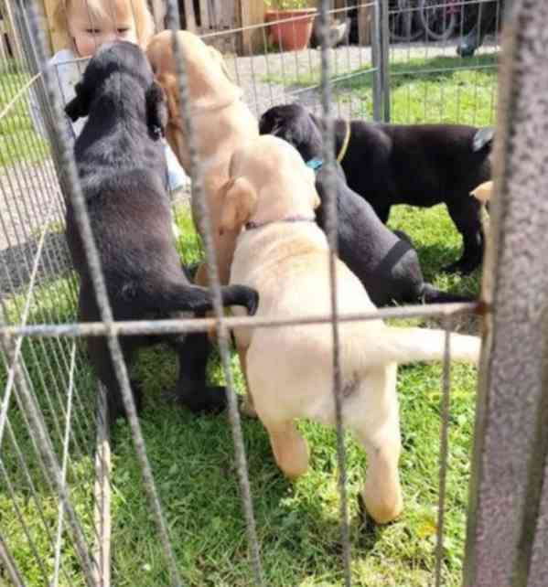 Dvě štěňata labradora k adopci zdarma - foto 3