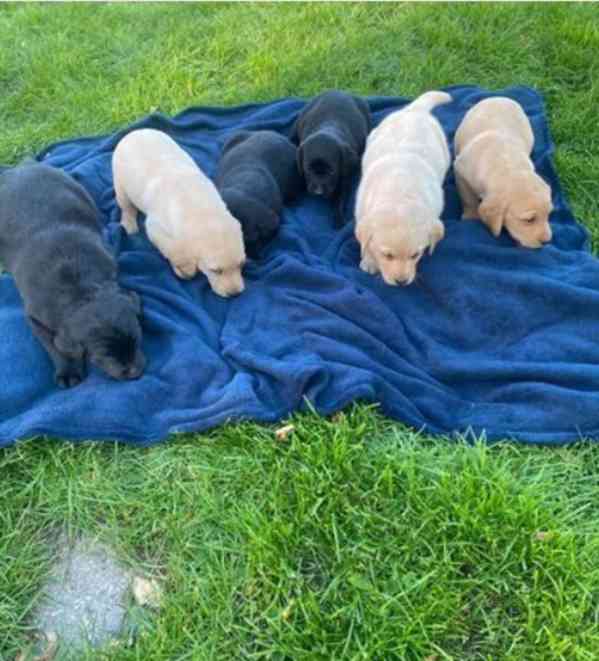 Dvě štěňata labradora k adopci zdarma - foto 5