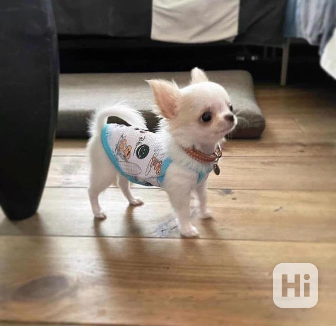 Štěňata čivavy - foto 1