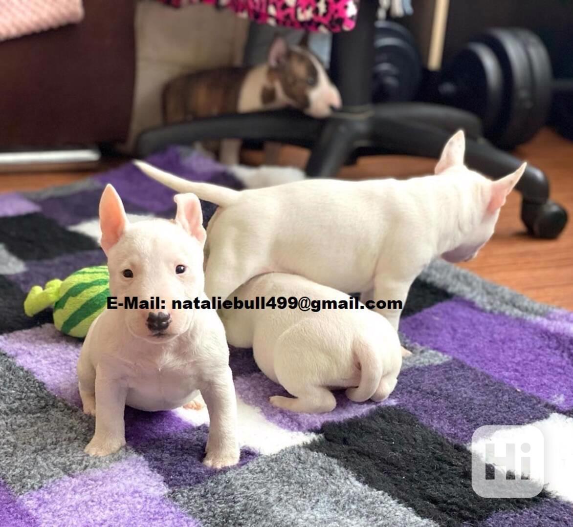 Mini bullteriér - foto 1