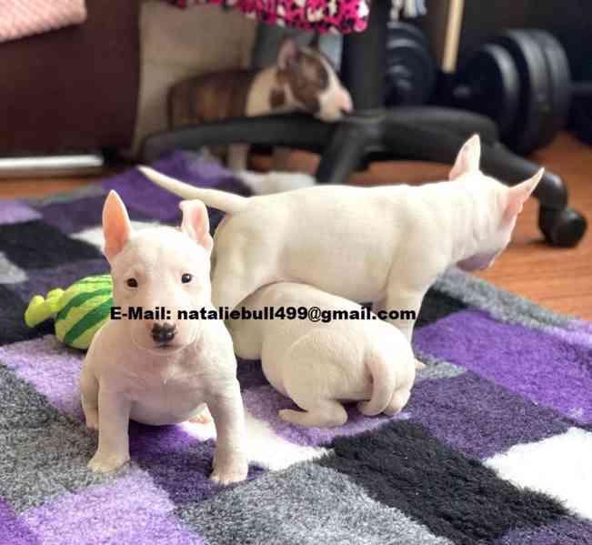 Mini bullteriér - foto 1