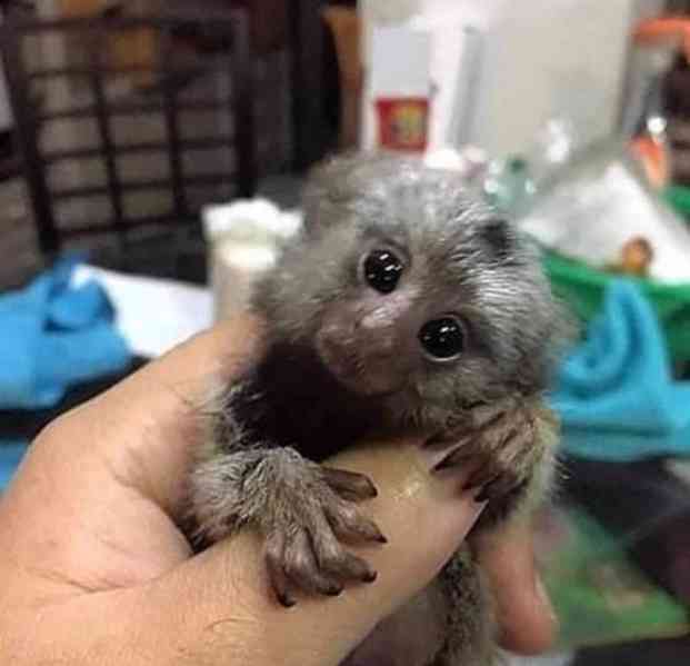 přátelské opice kosmani k adopci - foto 1