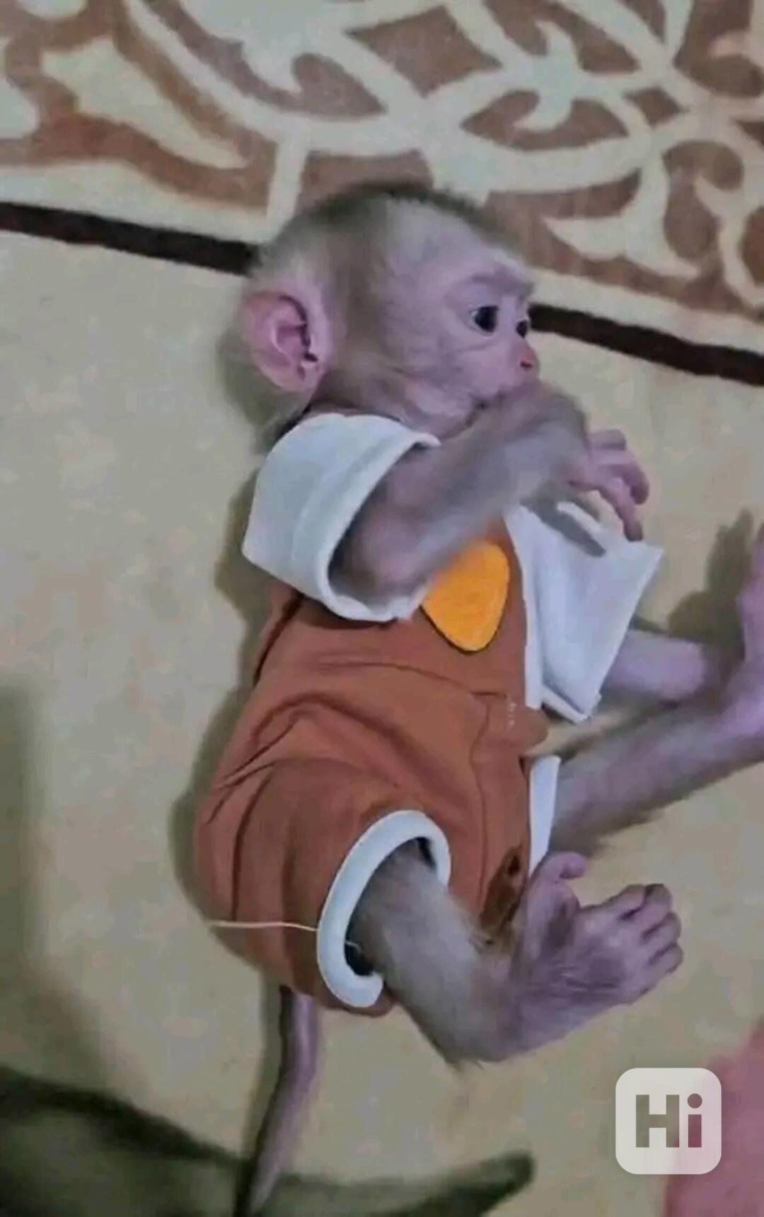  Očkovaný kapucínský kamarád  - foto 1