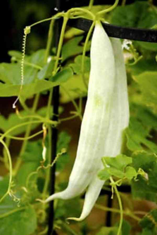 Okurka Tortarello Bianco Abruzzese - semena - foto 1