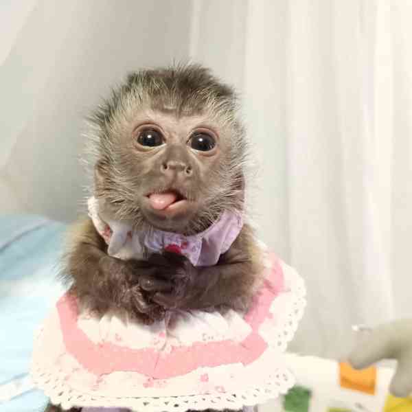 Máme tři kapucínské opice k adopci - foto 2