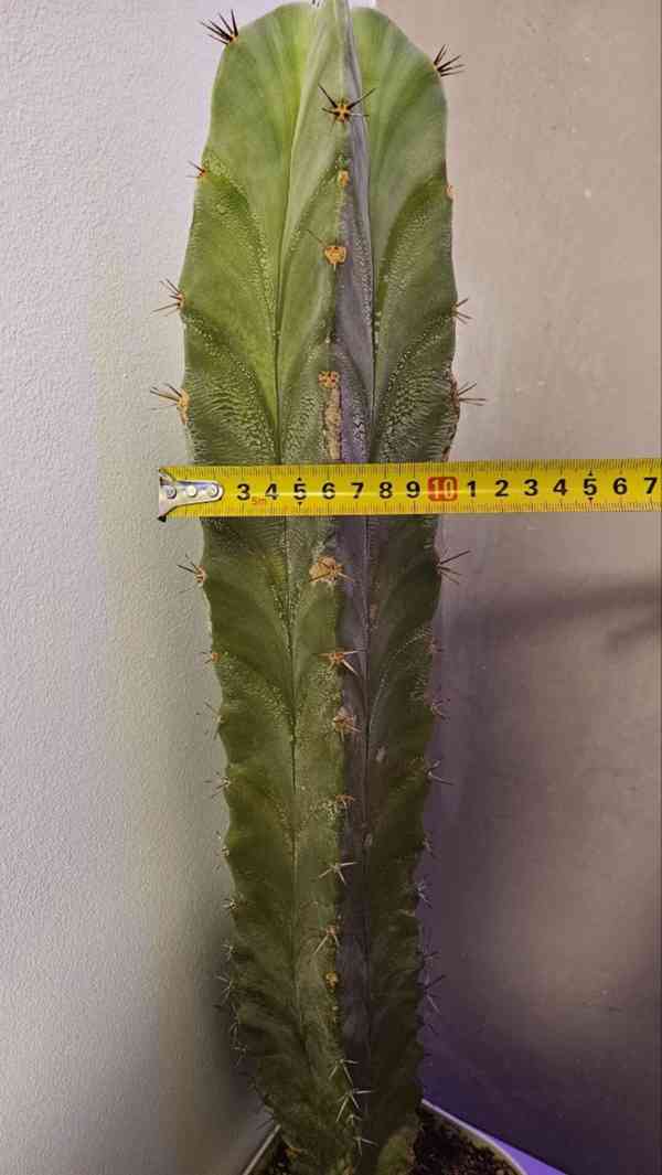 Vzrostlý sloupovitý kaktus, výška cca 68 cm - foto 3