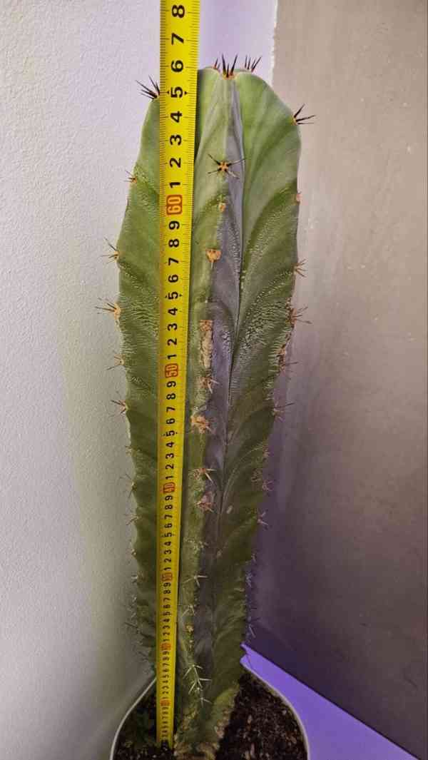 Vzrostlý sloupovitý kaktus, výška cca 68 cm - foto 2