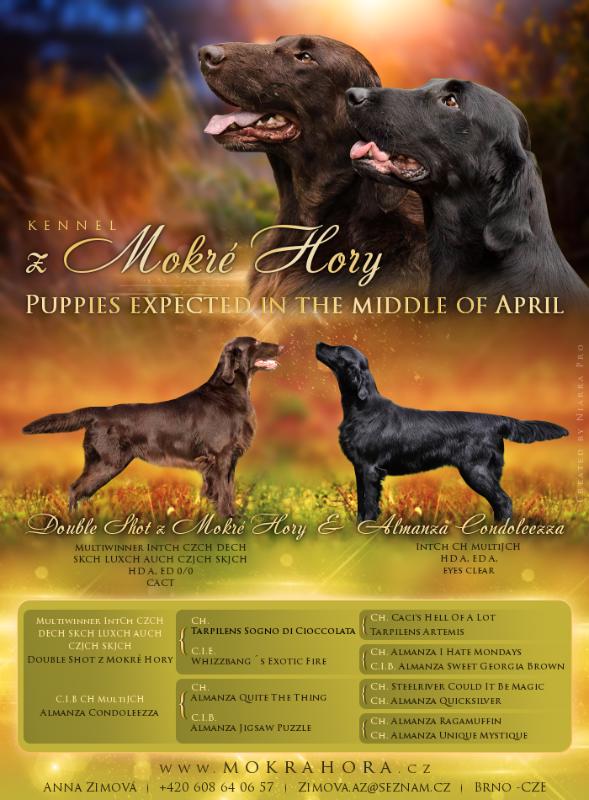 Flat coated retriever - štěňátka s PP - foto 1