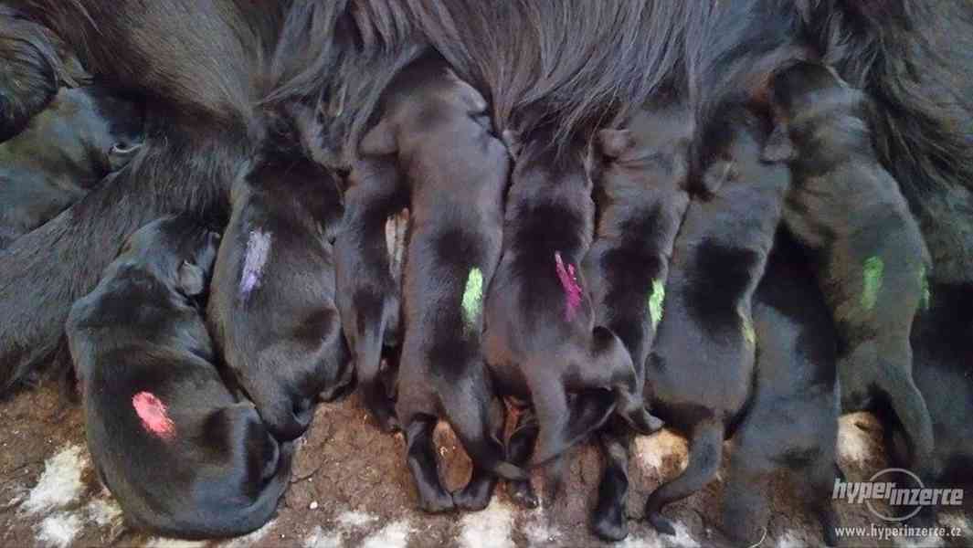 Flat coated retriever - štěňátka s PP - foto 2