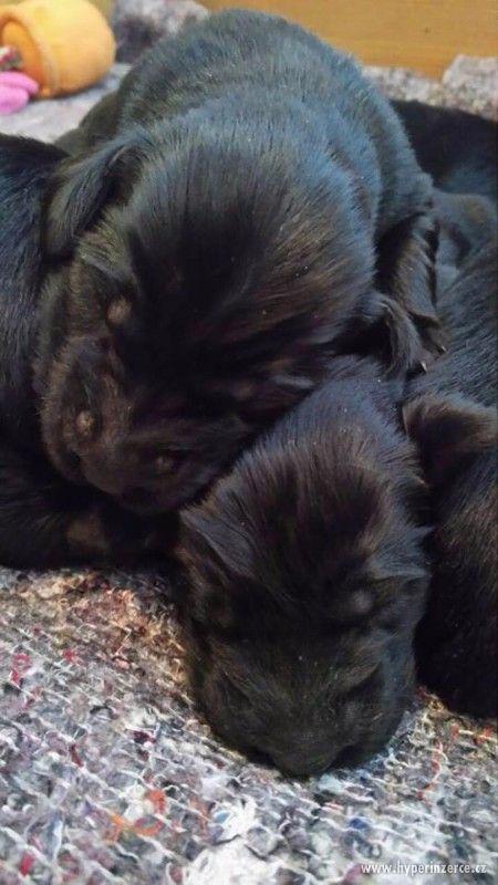 Flat coated retriever - štěňátka s PP - foto 3