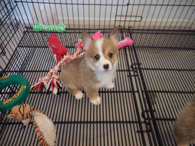 Pembroke Welsh Corgi Puppies AVAILABLE - foto 2