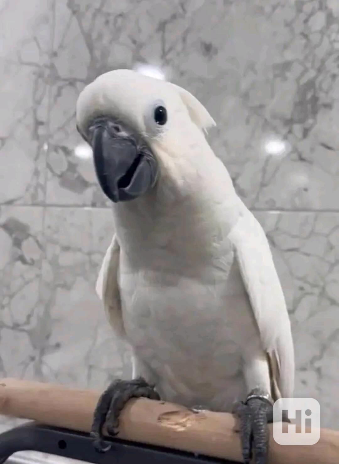 Papoušci kakadu na prodej - foto 1