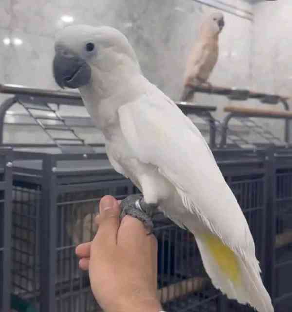 Papoušci kakadu na prodej - foto 3