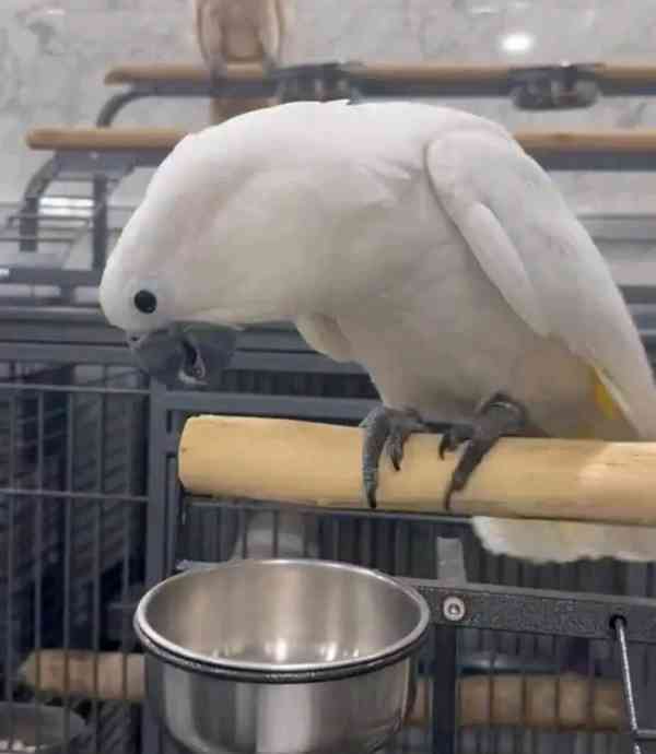 Papoušci kakadu na prodej - foto 2