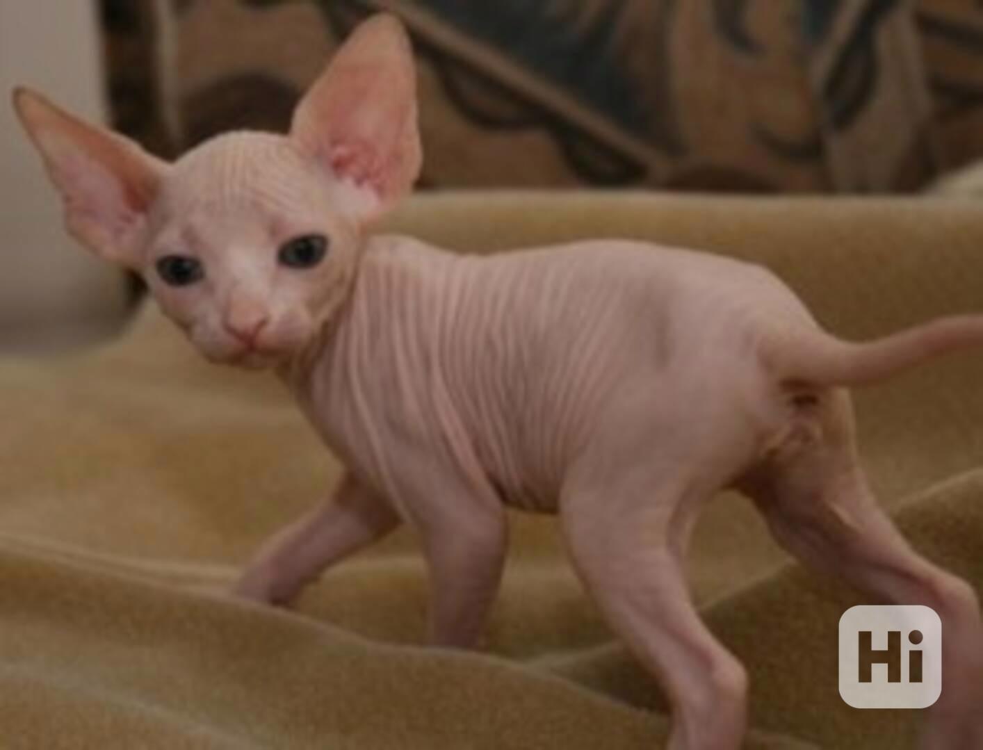 Bezsrstá koťata Sphynx k adopci - foto 1