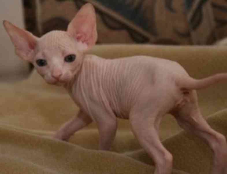 Bezsrstá koťata Sphynx k adopci - foto 1