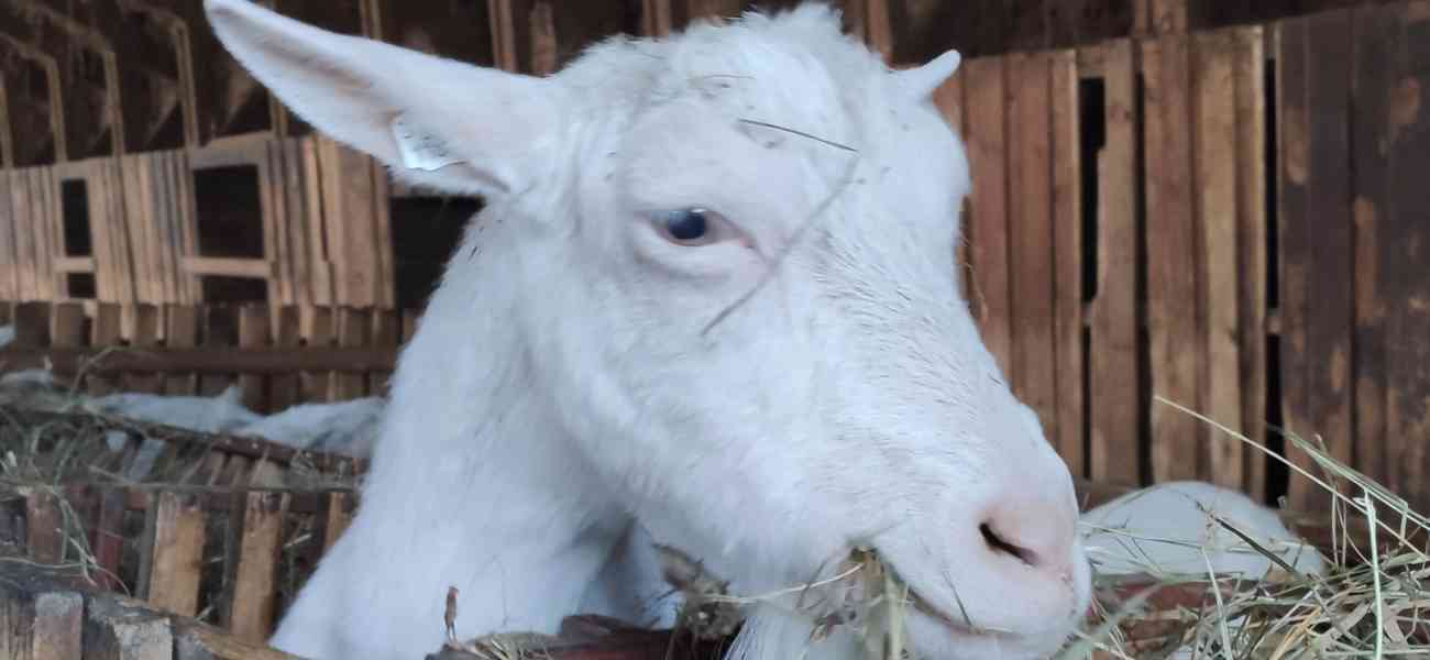Plemenné kozy bílé krátkosrsté - Bio chov - Know how - foto 3