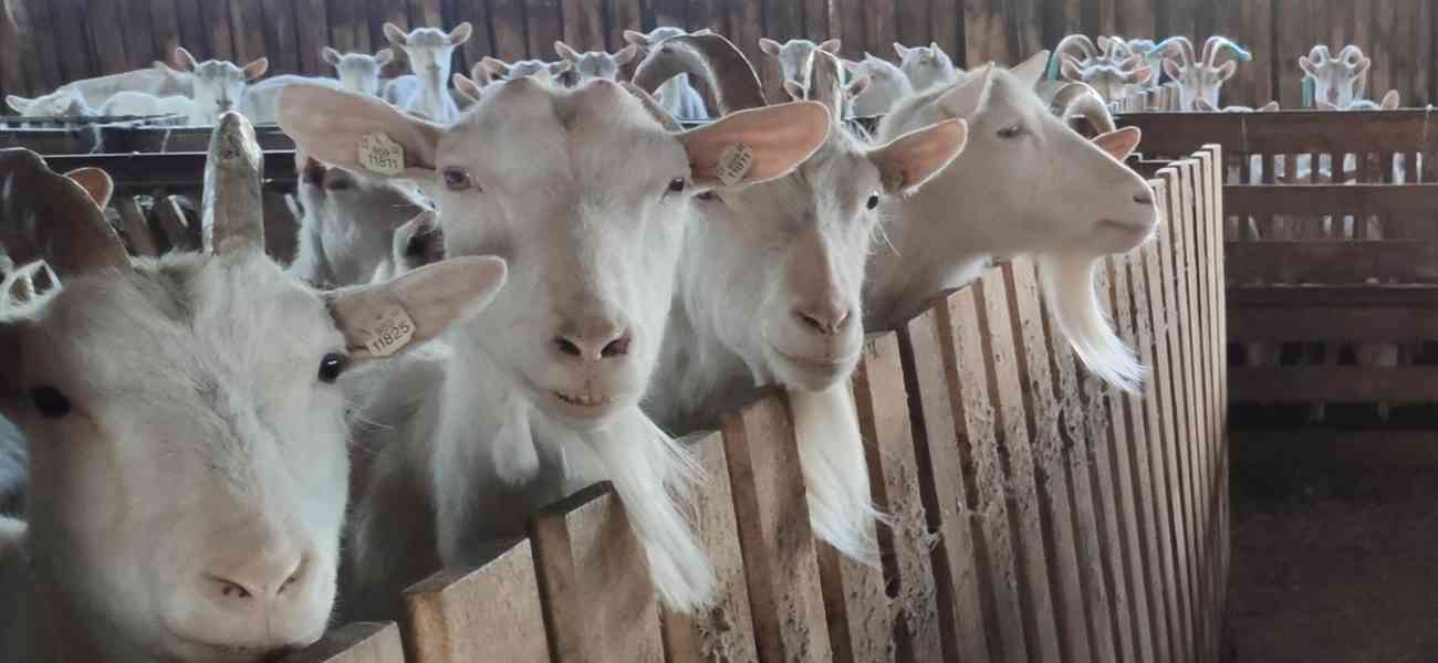 Plemenné kozy bílé krátkosrsté - Bio chov - Know how - foto 5