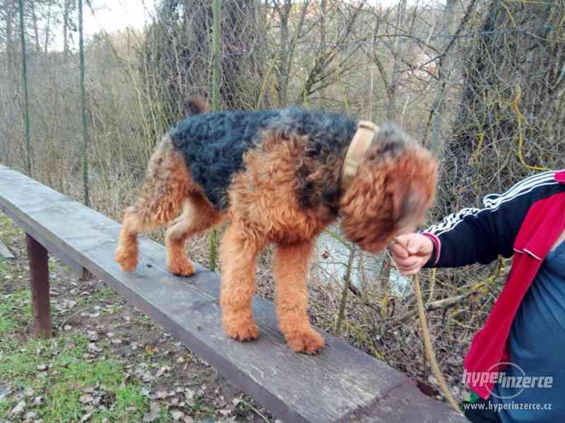 ERDELTERIER-AIREDALETERIER - foto 7